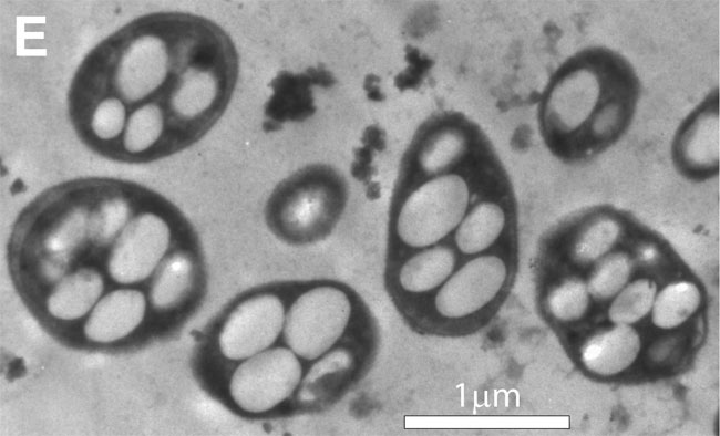 NASA Hasn't Found Alien Life, But Arsenic Microbe Still 'Phenomenal'